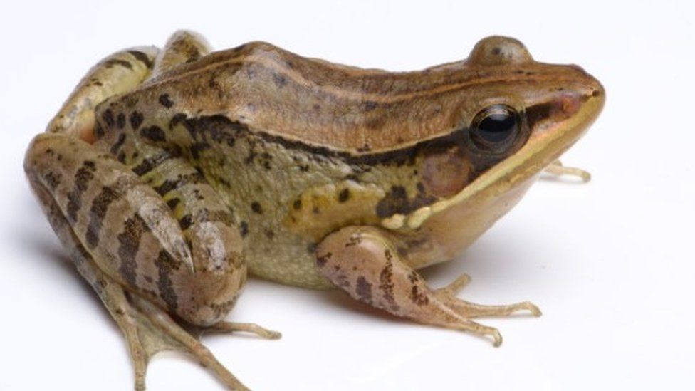 Scientists Discover Six Tiny, New Species of Frogs in Mexico