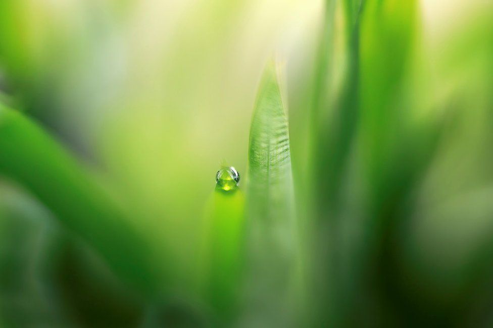 A water drop on crocosmia leaf