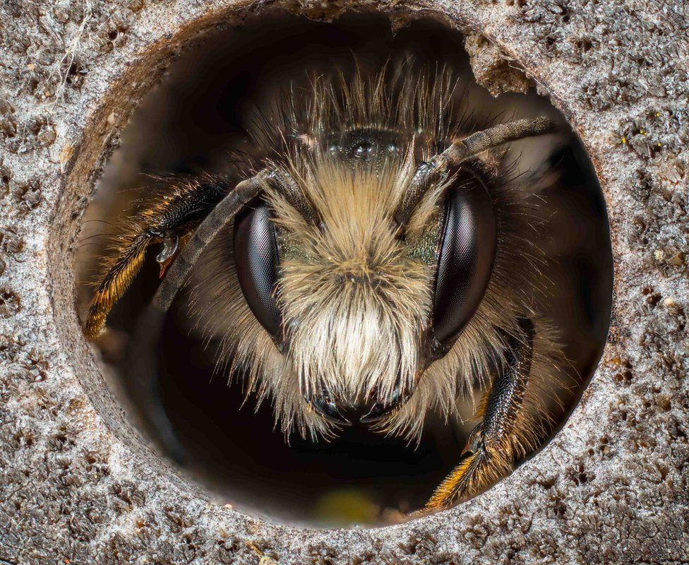 Red Mason Bee in Nest Tunnel by Neil Phillips