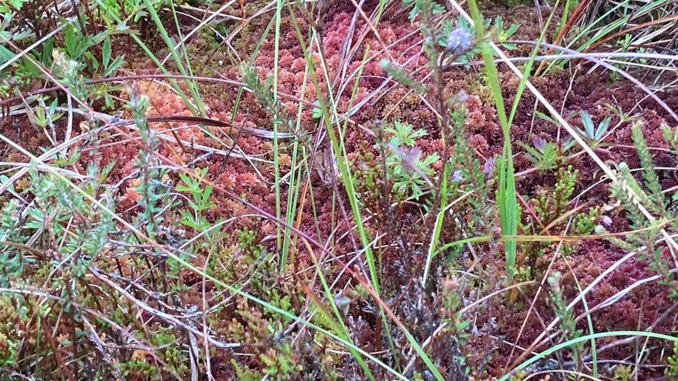 Sphagnum moss on Garron Plateau in County Antrim