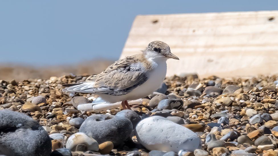 A little tern chick next to one of the protective chick shelters on Blakeney Point