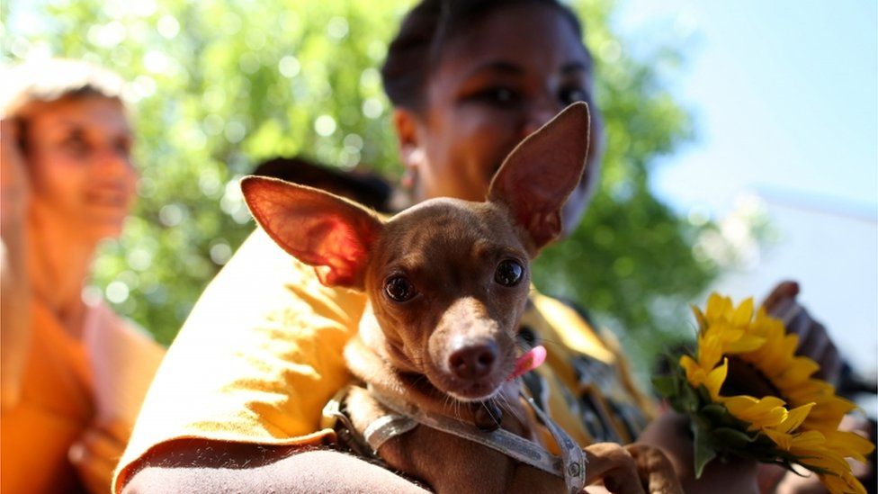 Cubans march against animal cruelty, in what is thought to be the first independent demonstration allowed in the country