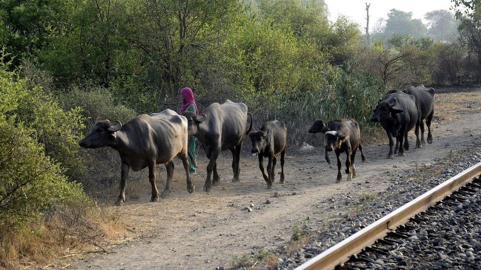 This photo taken on May 27, 2017 shows an Indian shepherd herding her cattle next to train tracks near a village on the outskirts of Jalandhar in northern Punjab state. Indian milkmen in Punjab take the public trains each day to transport dairy products from farms to the villages surrounding Jalandhar.