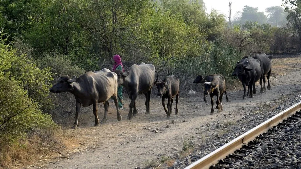 Indian Railways: Why trains still kill thousands of cattle every year