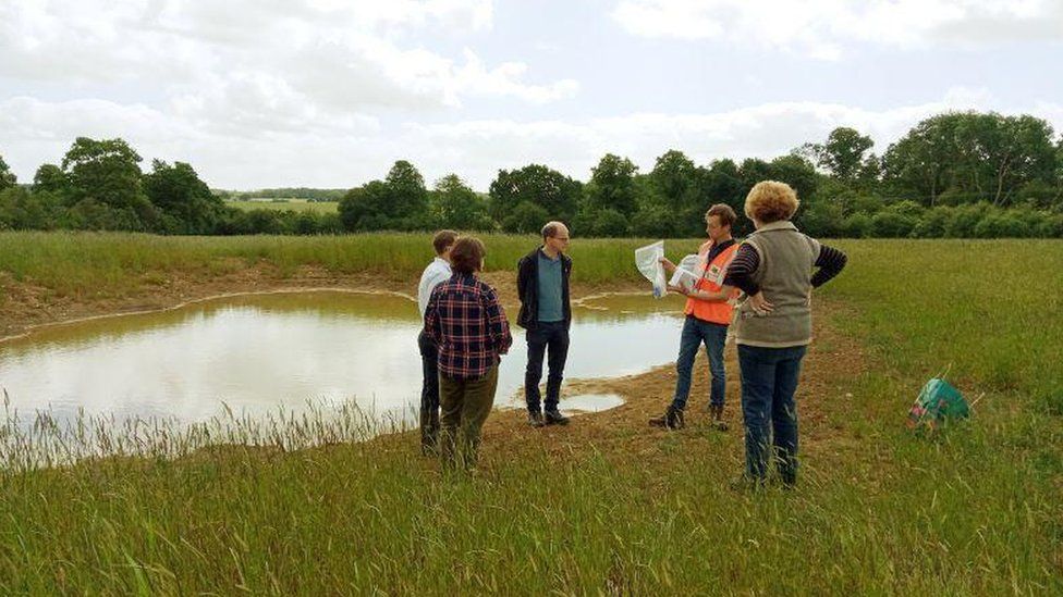 A new habitat for great crested newts in Northamptonshire