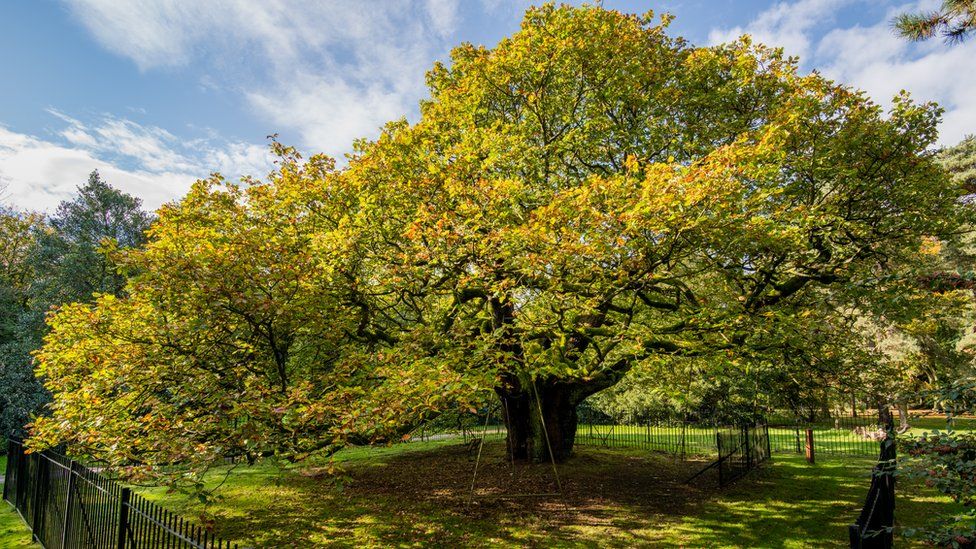 Wide view of Allerton Oak tree in sunshine