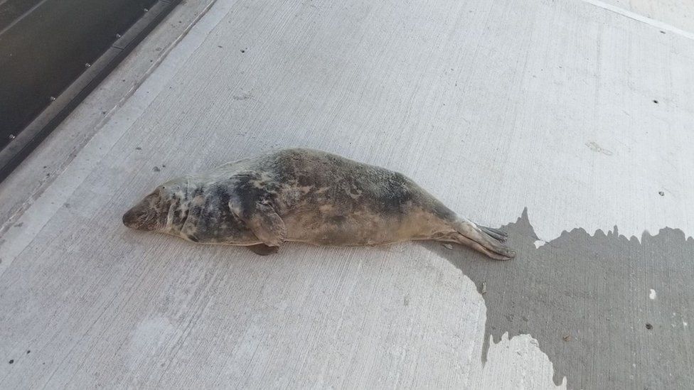 Grey seal in Bridlington