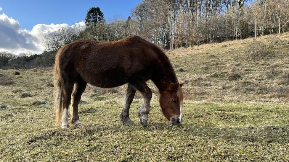 Welsh pony on Daneway Banks