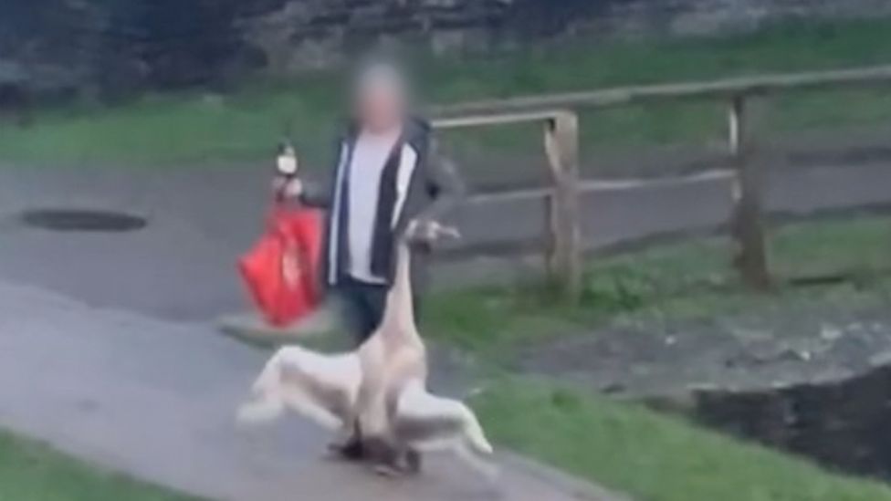 A man holding a swan by the neck in Caerphilly