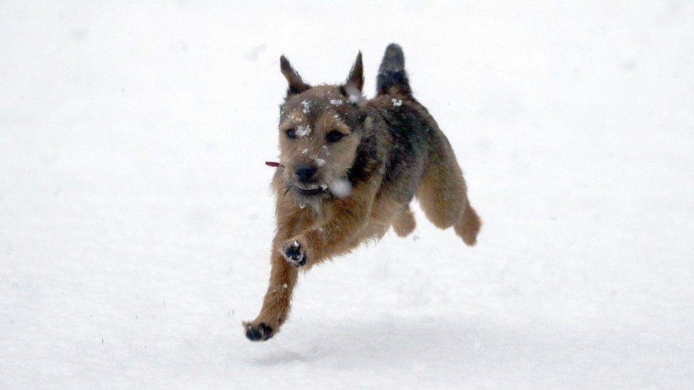 Winston, an eight-month-old border terrier, enjoys the snow for the first time near Windsor, Berkshire