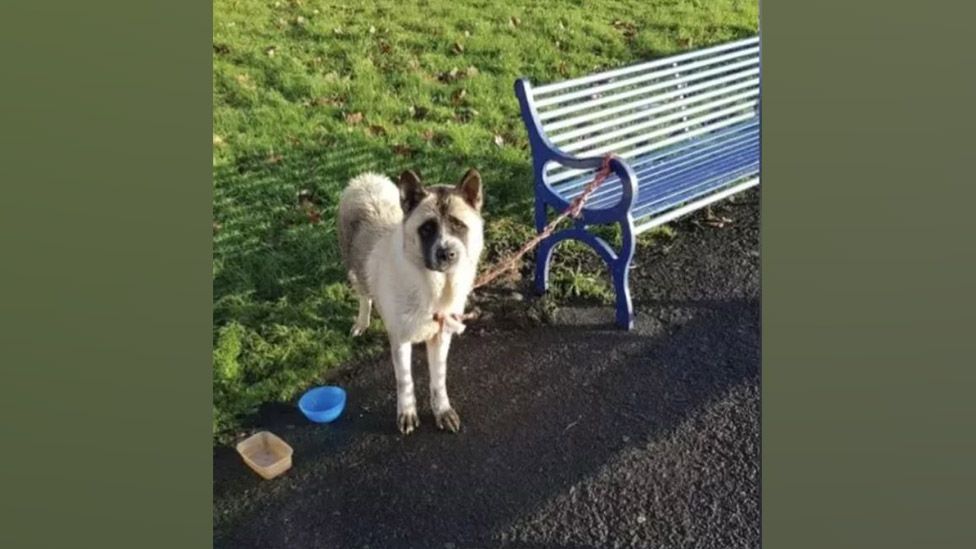 'Hungry and thirsty' dog found tied to Derby park bench BBC News