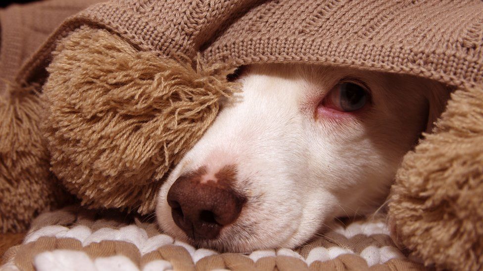 Scared dog under blanket