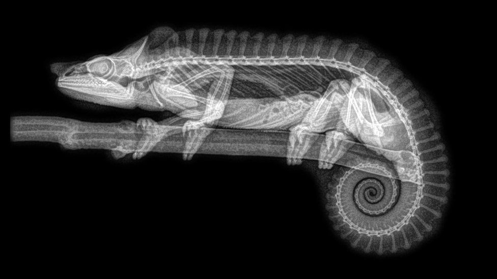 chameleon x-ray