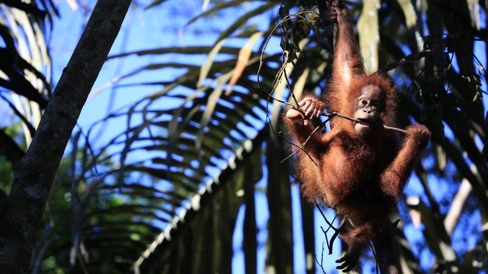 Orangutan in Javan wildlife refuge