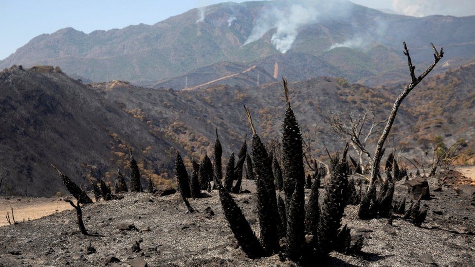 Общий вид района, пострадавшего от лесного пожара в Сьерра-Бермеха, Малага, Испания