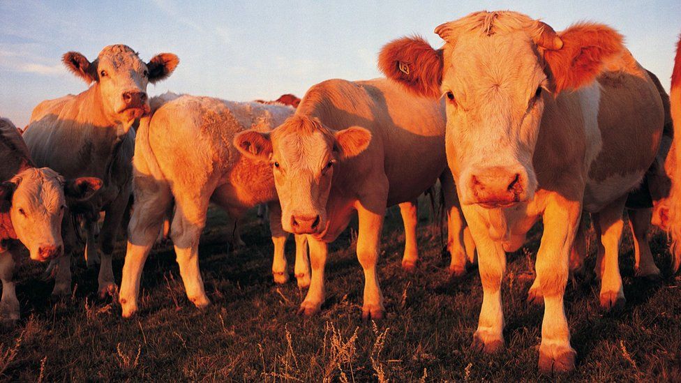 Cattle and other ruminants are likely key contributors to the steep rise