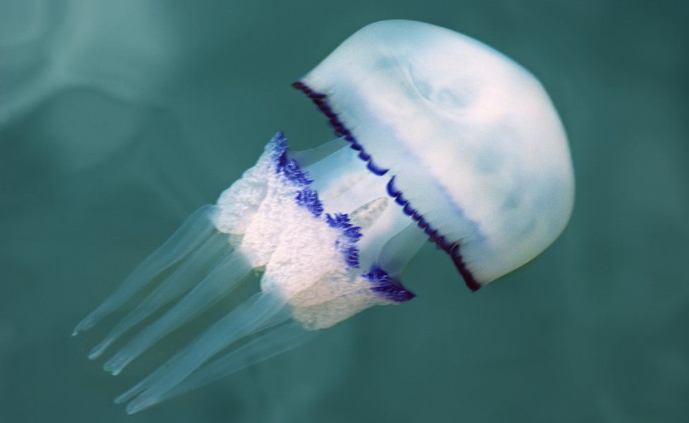 The sting of a barrel jellyfish is usually not harmful but it is best not to touch them