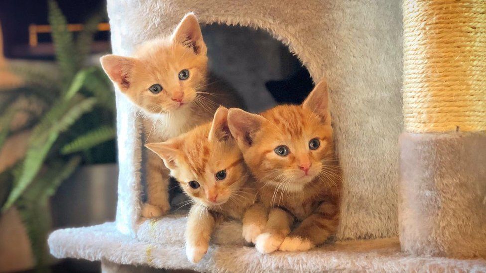 Kittens who were rescued by the ranch