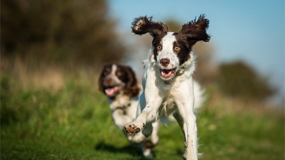 Spaniels running