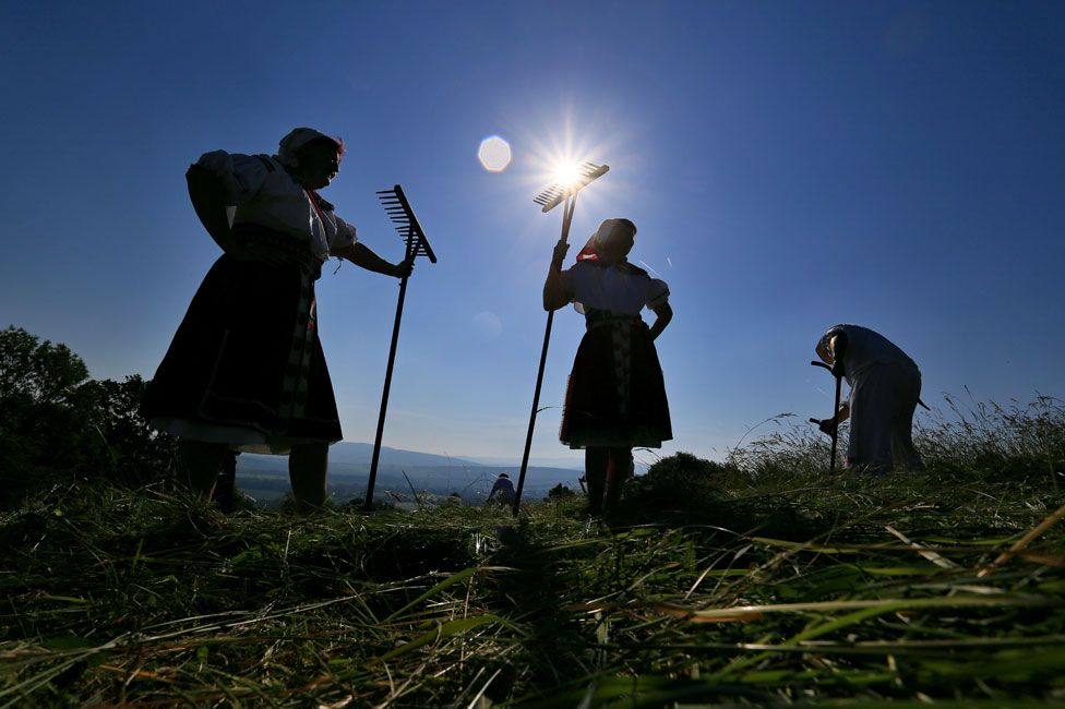 Women harvesting in Moravia