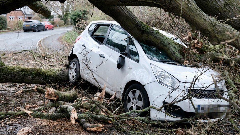 A car with a fallen tree on it