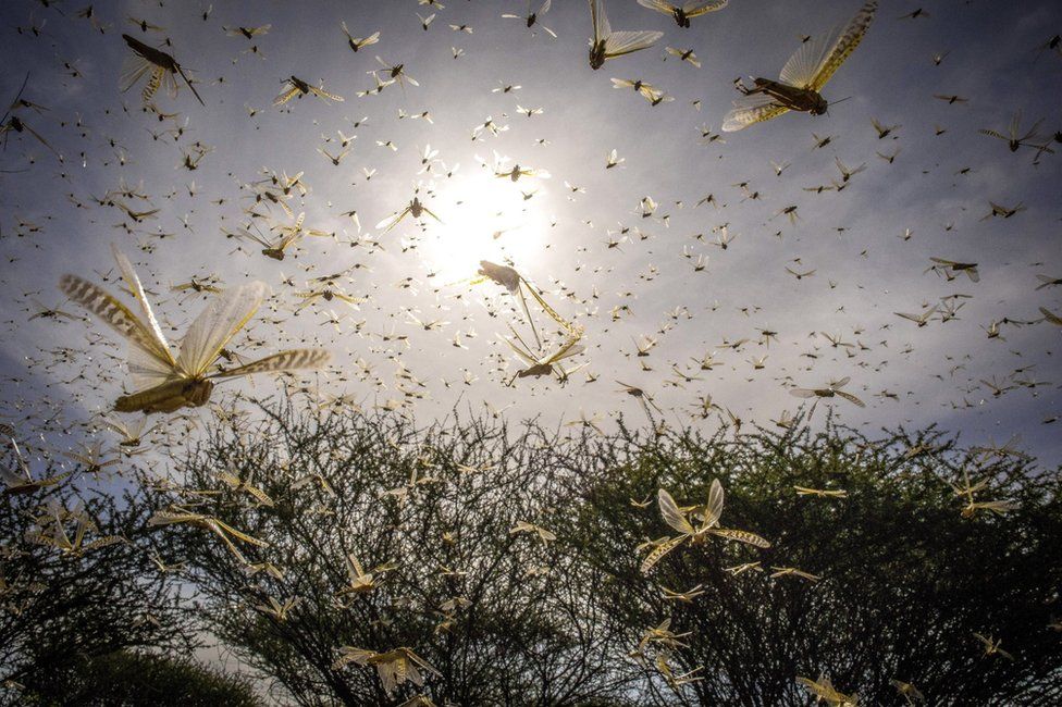 A desert locust swarm flies over a bush