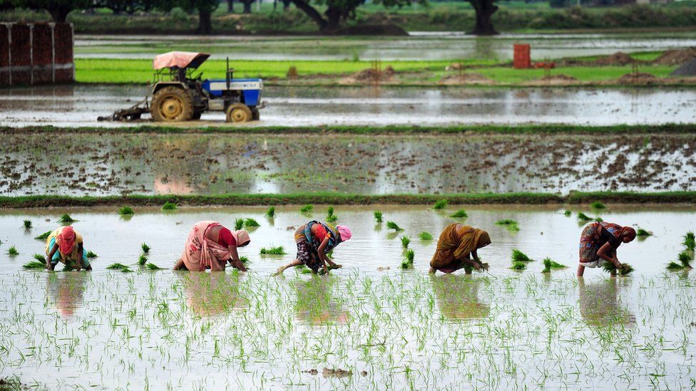 Indian female farmers sow paddy in a field during monsoon season near Allahabad on July 19, 2014