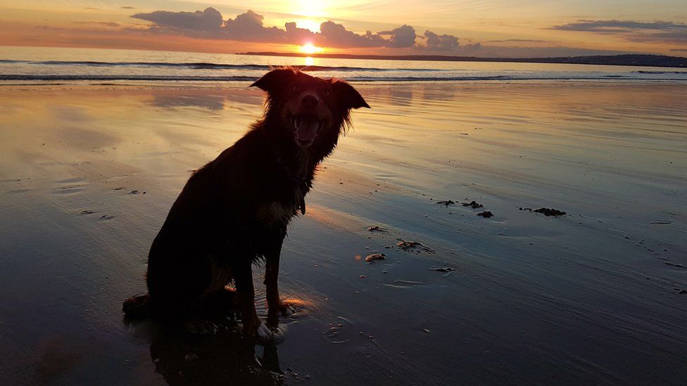 can you take dogs on aberavon beach