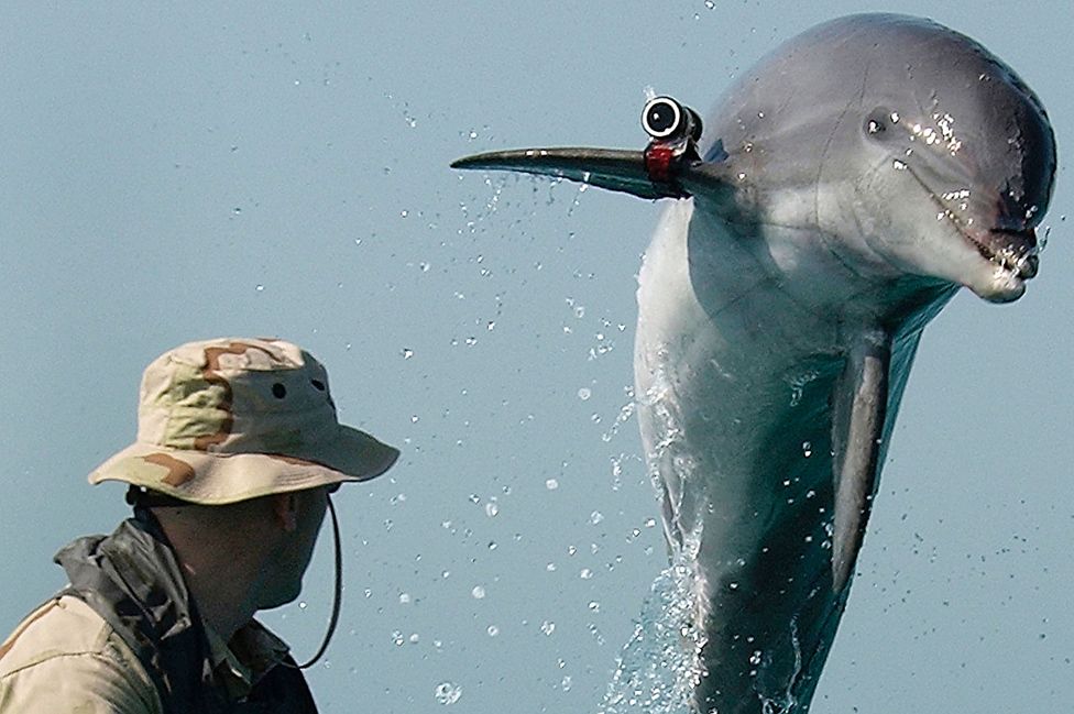 US Navy dolphin in the Gulf in 2003