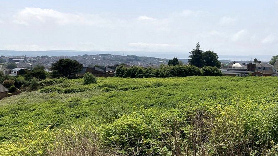 Knotweed on land in Llanelli