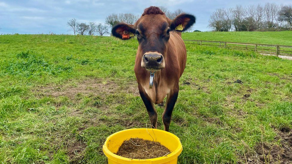 Корова ест корм в поле