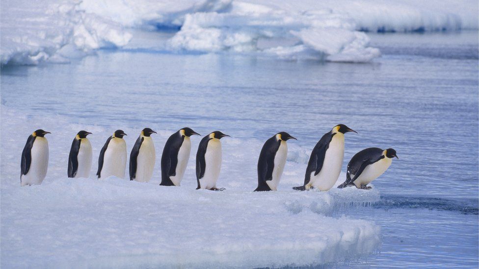 Climate change: Emperor penguins listed as endangered by US government - BBC  Newsround