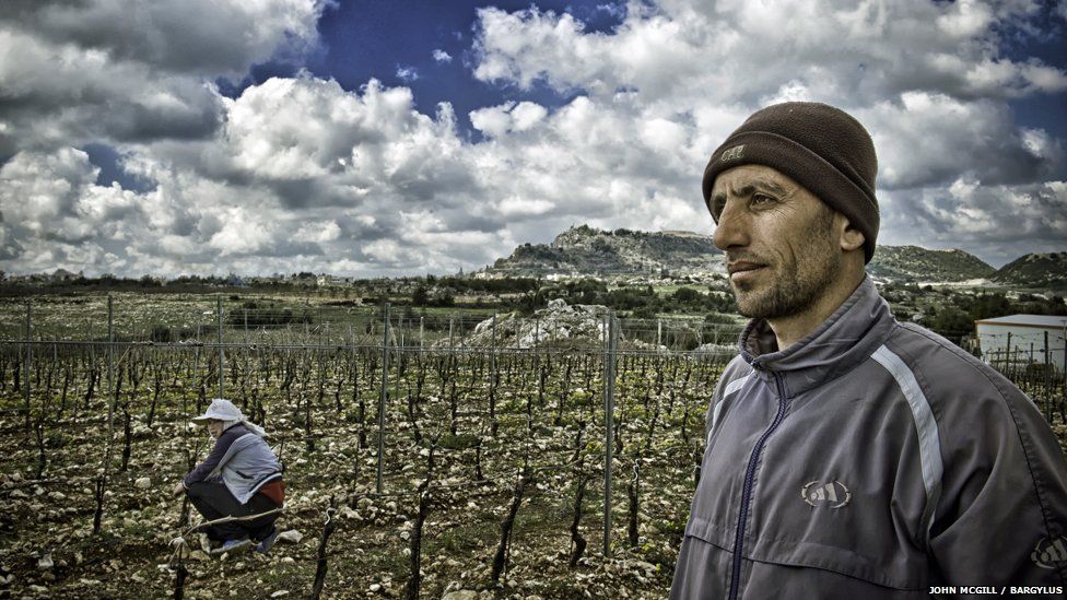 a worker at the Bargylus vineyard