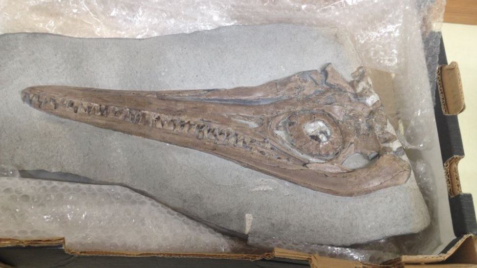 The head of an ichthyosaurus: one of the many exhibits behind the scenes