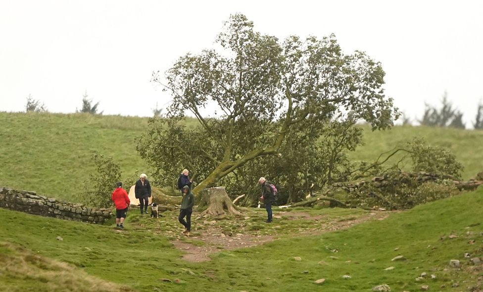 People look at the tree at Sycamore Gap, next to Hadrian's Wall, in Northumberland which has come down overnight after being deliberately felled