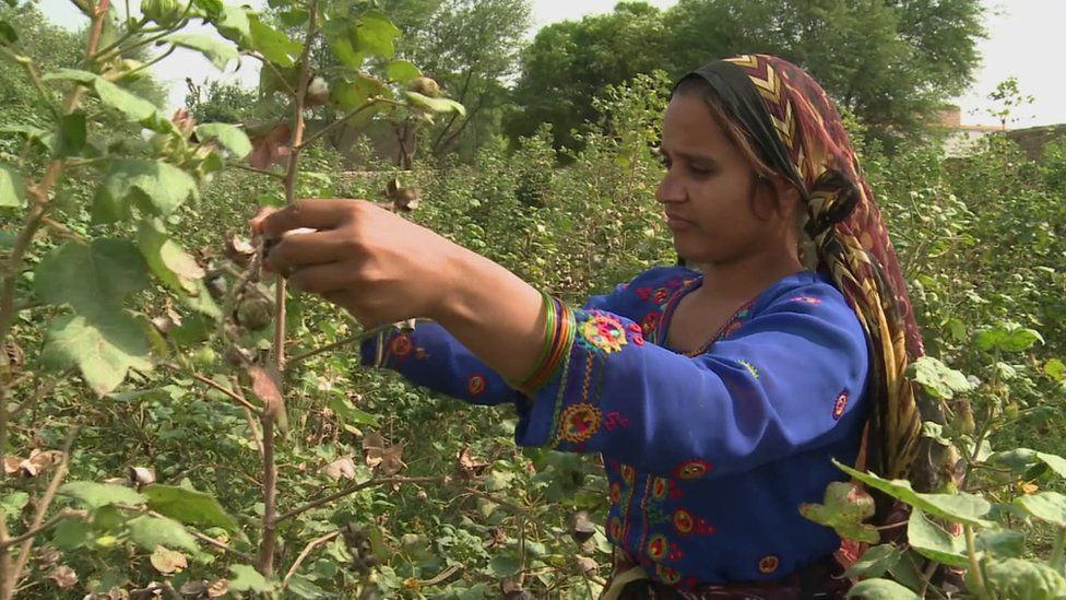 100 Women 2015: The Pakistani who has been cotton picking for 50 years -  BBC News