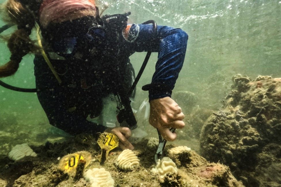 scientist diver examining coral