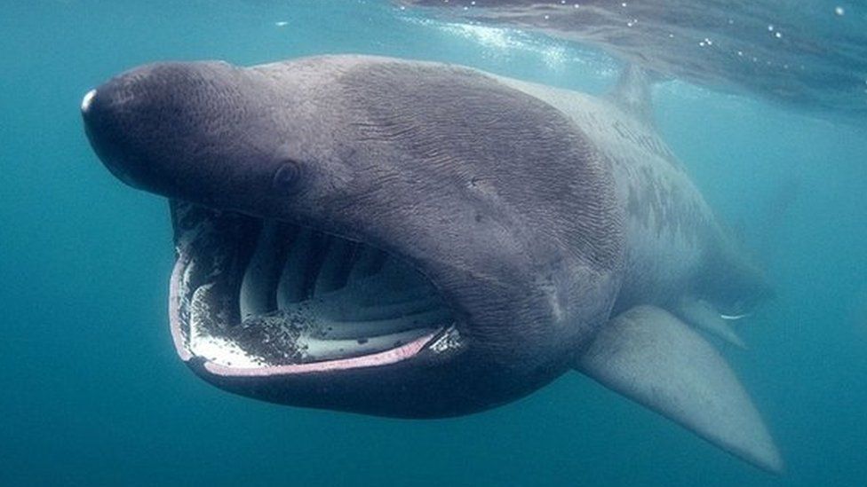 Thresher shark caught on camera at Fishguard Harbour - BBC News