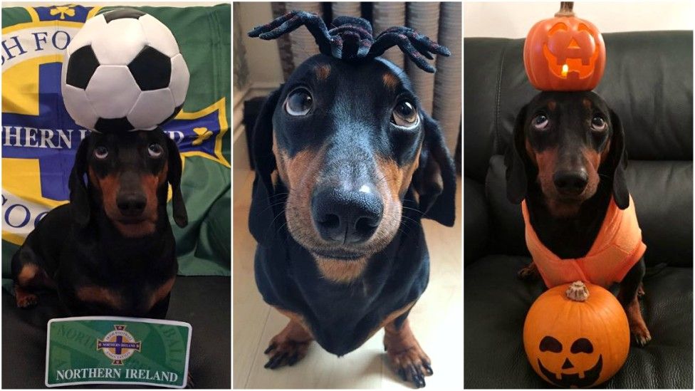 dog with football, spider and pumpkin on head