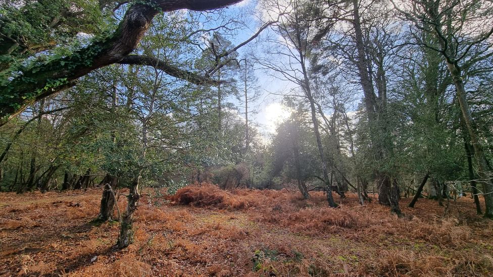 The sun peeping through the woodland at Stoney Cross, as taken by Weather Watcher Little Nellie