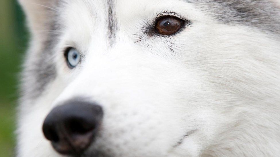 Права тварин: як собаки рятують дітей