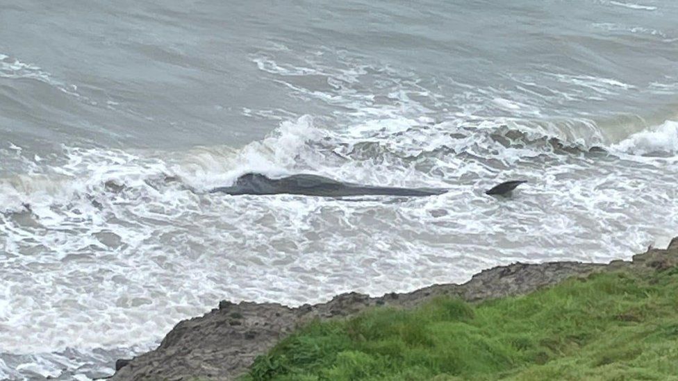 Picture of a dormant   whale recovered  washed up   connected  Poth Neigwl beach