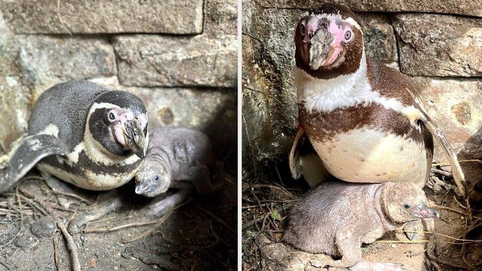 The new penguin chick with its parents at Sewerby Hall and Gardens.