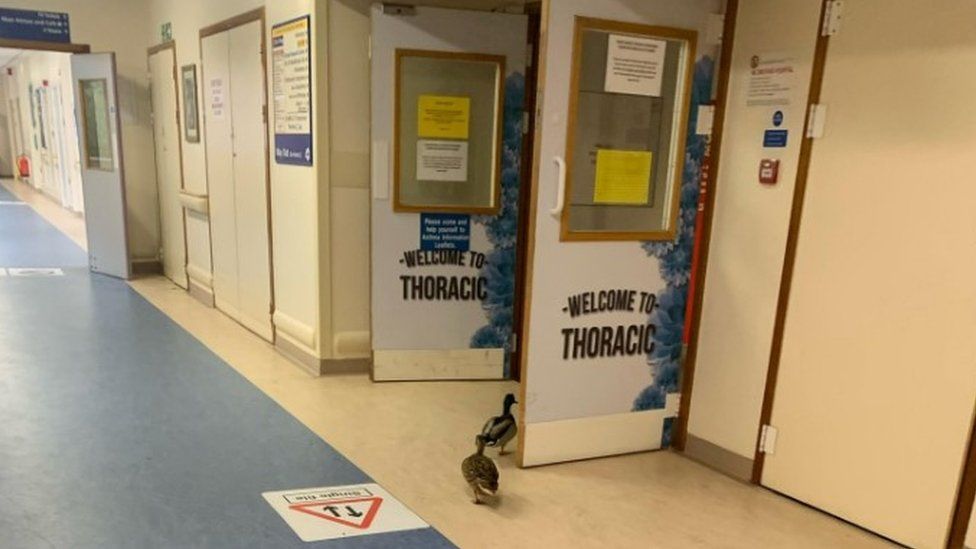 Royal Bournemouth Hospital ducks