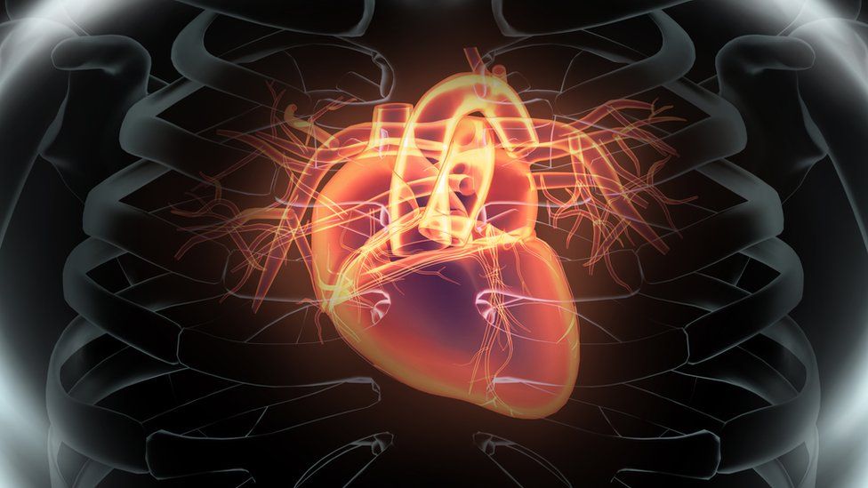 heart inside the chest