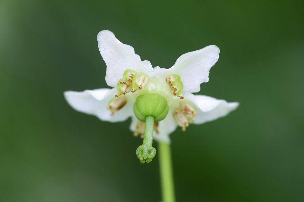 One-flowered wintergreen