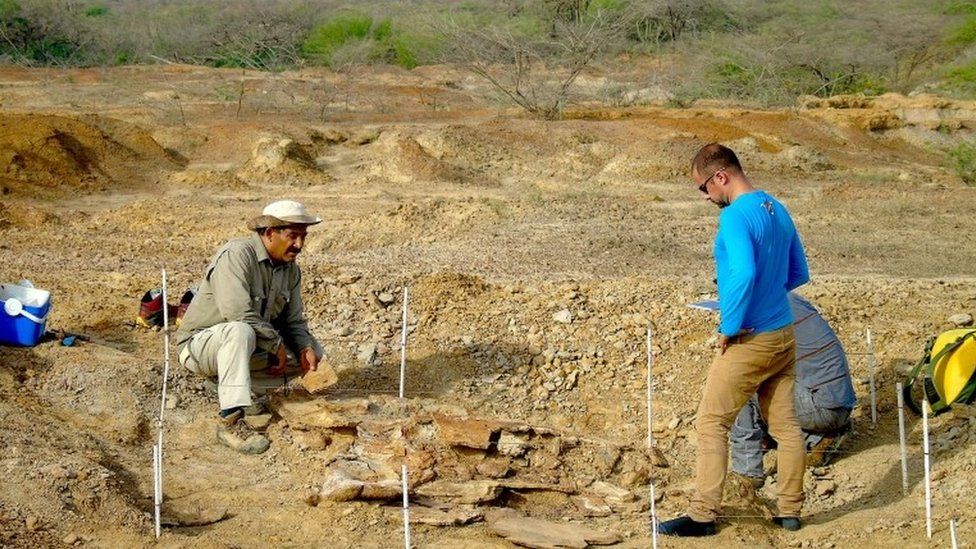 Colombian and Venezuelan paleontologists work together during the excavation of the giant turtle Stupendemys geographicus in northern Venezuela