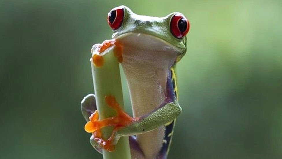 Red-eyeed tree frog
