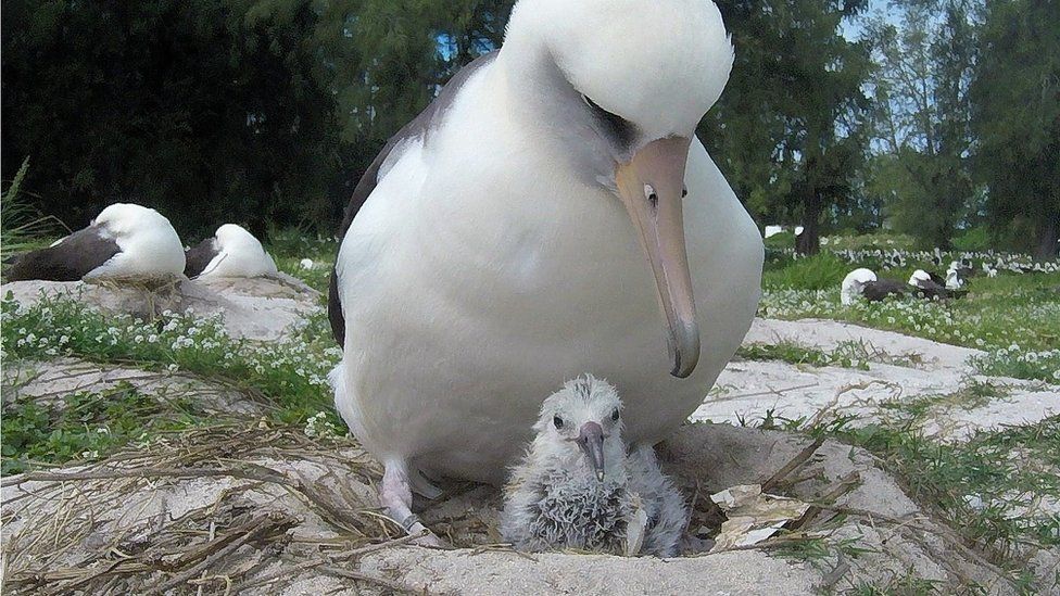 World's oldest known wild bird has another chick at age of 70 - BBC News