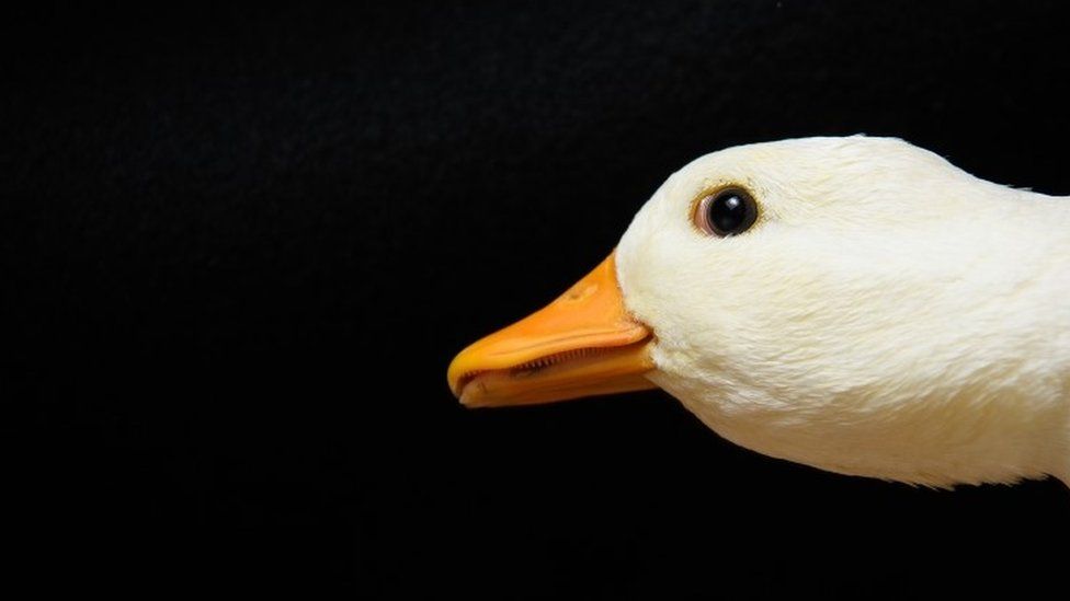 A Call Duck is seen at the National Poultry Show on November 20, 2016 in Telford, England.